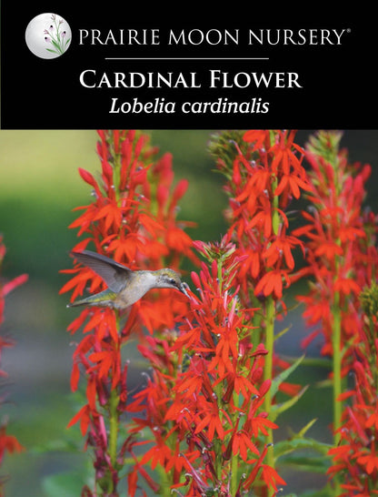 Cardinal Flower (Lobelia cardinalis) Seeds - Prairie Moon Nursery (L2L)