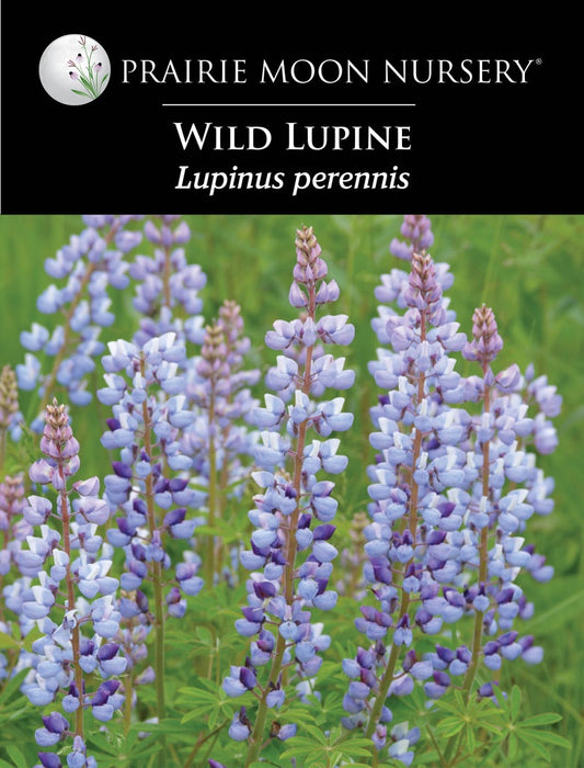 Wild Lupine (Lupinus perennis) Seeds - Prairie Moon Nursery