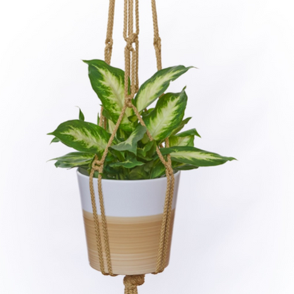 Primitive Planters Macrame Plant Hanger