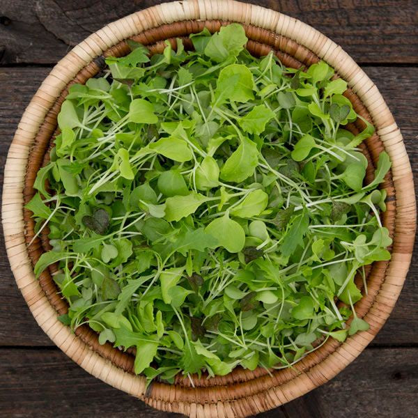 Microgreen Seeds 'Silk Road Mix' - High Mowing Organic Seeds - 3oz