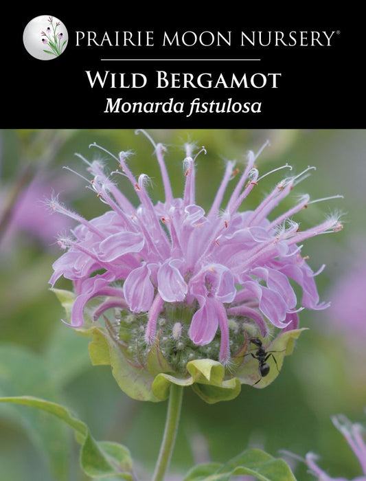 Wild Bergamot (Monarda fistulosa) Seeds - Prairie Moon Nursery (L2L)