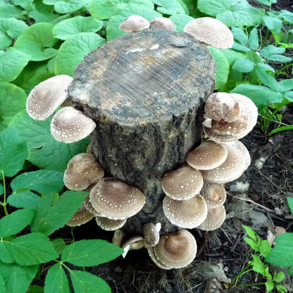 Mushroom Log Kit