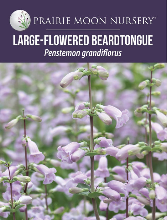 Large Flowered Beardtongue (Penstemon grandiflorus) Seeds-Prairie Moon Nursery