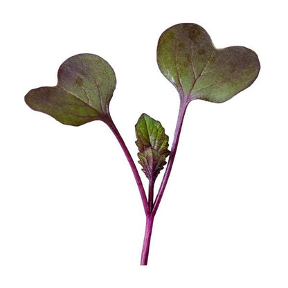 Microgreen Seeds 'Purple Sango Radish' - High Mowing Organic Seeds - 3oz