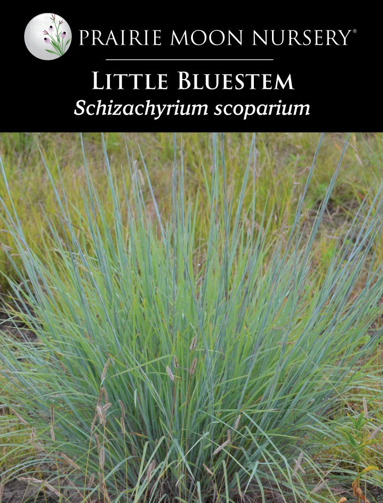 Little Bluestem (Schizachyrium scoparium) Seeds - Prairie Moon Nursery (L2L)