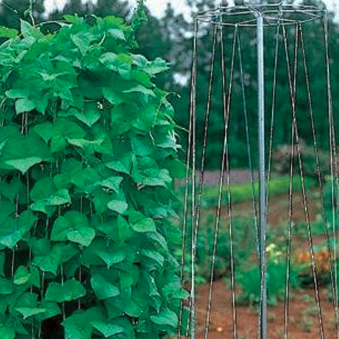 Bean Tower