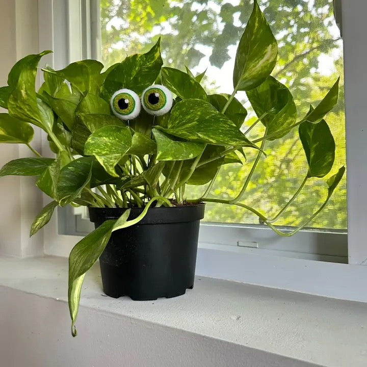 Felted Wool Eyeball Plant Stakes