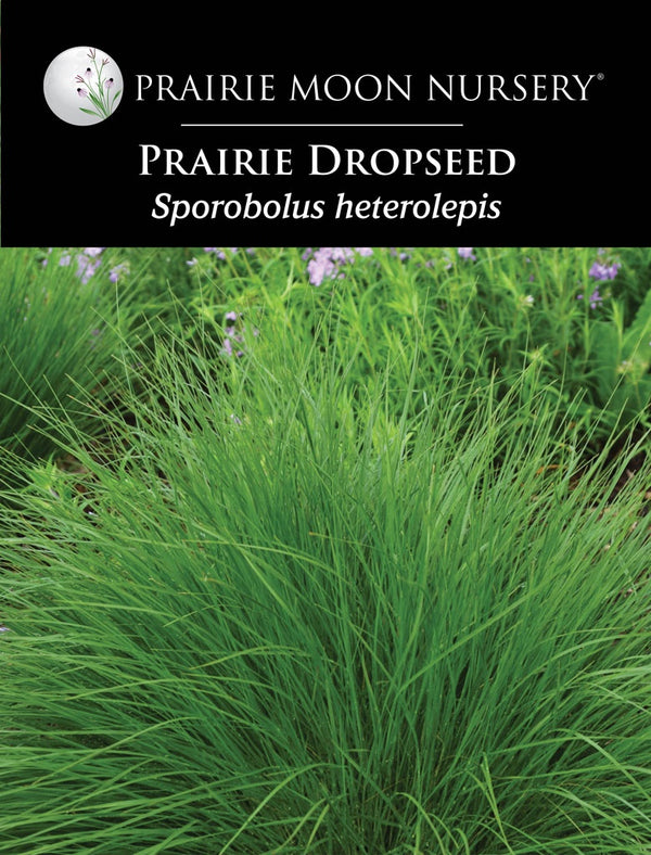 Prairie Dropseed (Sporobolus heterolepis) Seeds - Prairie Moon Nursery ...