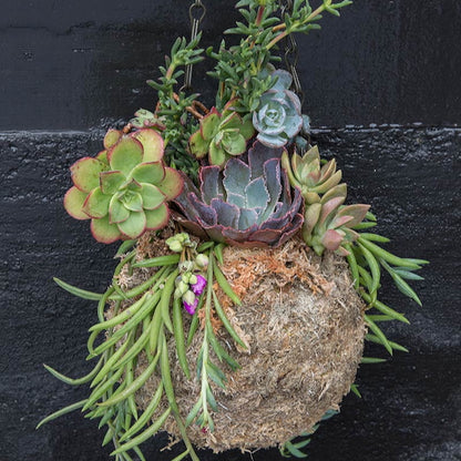 Kokedama Moss Hanging Planter - 4in