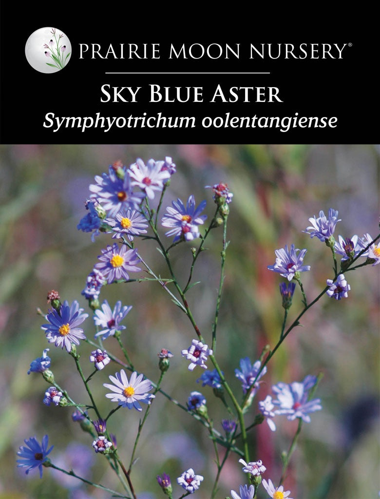 Sky Blue Aster (Symphyotrichum oolentangiense / Aster oolentangiensis) Seeds - Prairie Moon Nursery (L2L)