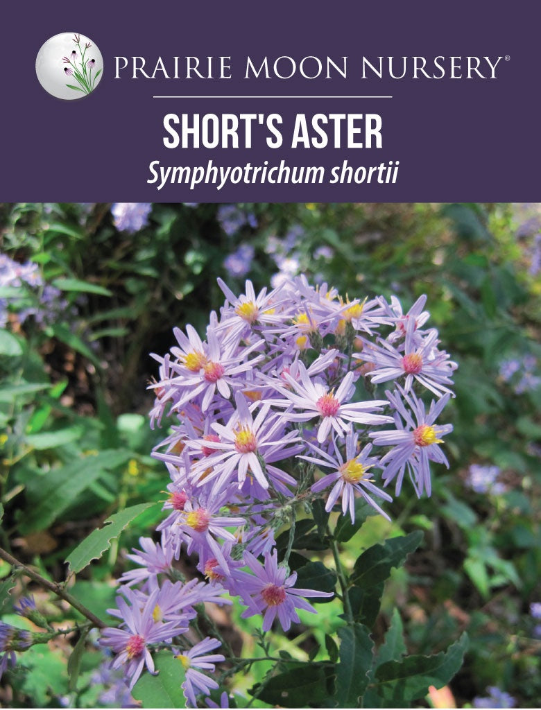 Short's Aster (Symphyotrichum shortii) Seeds - Prairie Moon Nursery