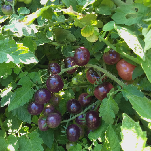 Tomato 'Perfection in Pink' - Driftless Seed Supply - Organic
