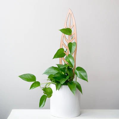 TreLeaf Bare Wooden Plant Supports