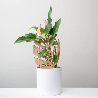 TreLeaf Bare Wooden Plant Supports