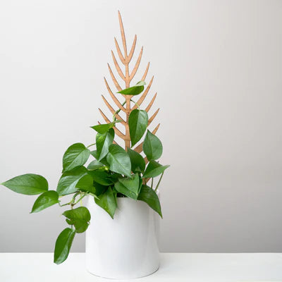 TreLeaf Bare Wooden Plant Supports