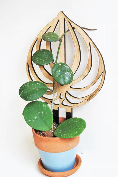 TreLeaf Bare Wooden Plant Supports