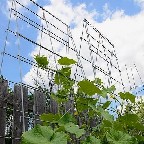 Vine Spine Trellis System - 20x66 with 9x6 Openings