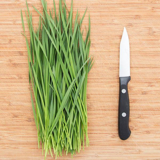 Wheatgrass Shoots - High Mowing Organic Seed - 2oz