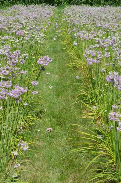 Nodding Onion (Allium cernuum) Seeds - Prairie Moon Nursery (L2L)