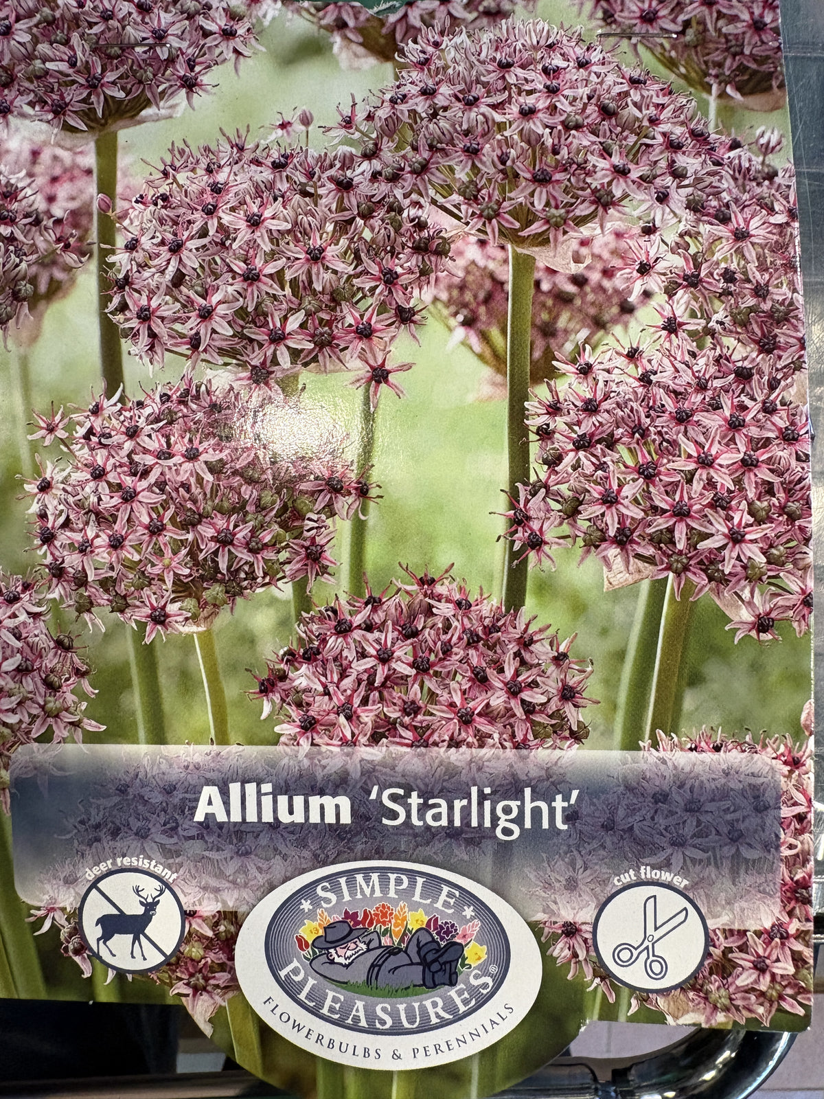 Bulb - Allium 'Starlight' - 5pk