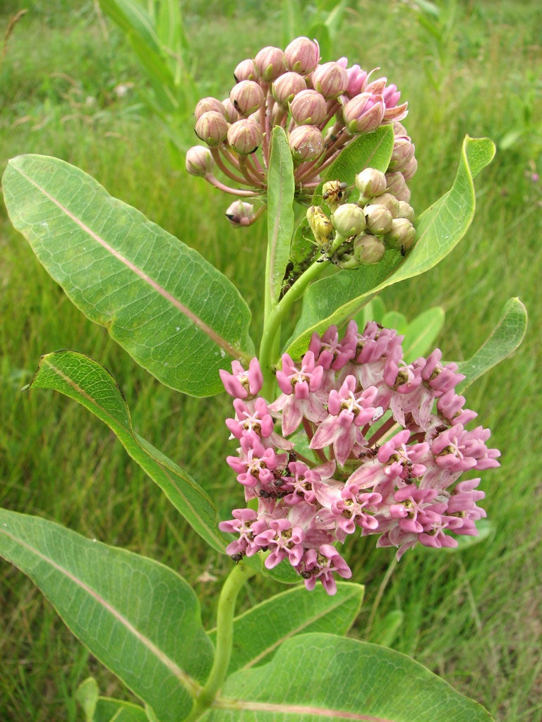 Prairie Milkweed (Asclepias sullivantii) Seeds -Prairie Moon Nursery (L2L)