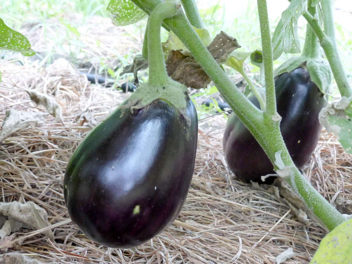 Eggplant 'Black Beauty' Southern Exposure Seed Exchange - Organic