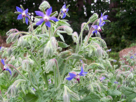 Borage - Southern Exposure Seed Exchange - Organic