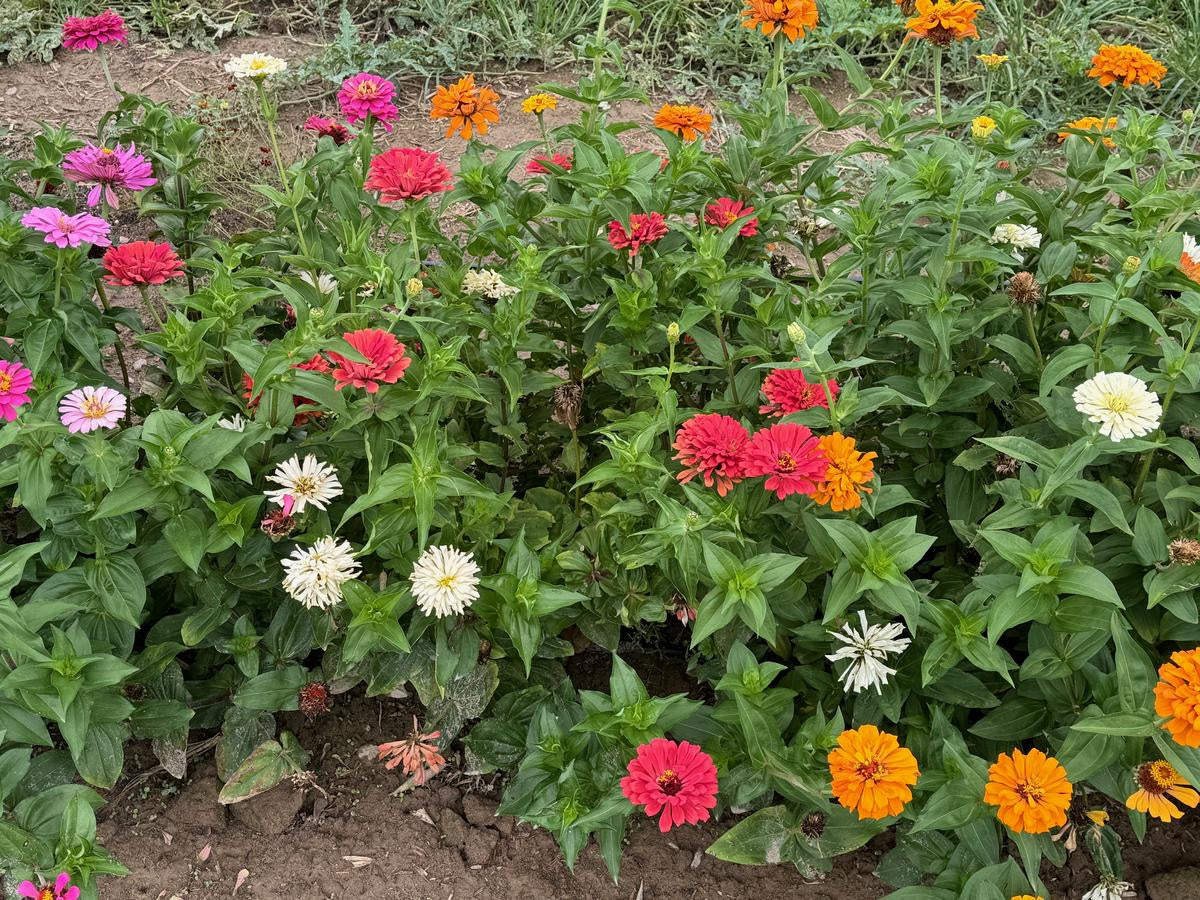 Zinnia 'California Giants' Southern Exposure Seed Exchange - Organic
