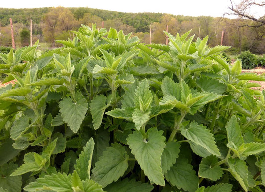 Catnip - Southern Exposure Seed Exchange -Organic