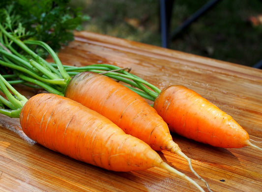 Daucus carota 'Chantenay Red Cored Carrots - Southern Exposure Seed Exchange - Organic