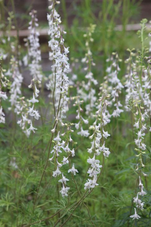 Prairie Larkspur (Delphinium virescens) Seeds - Prairie Moon Nursery (L2L)