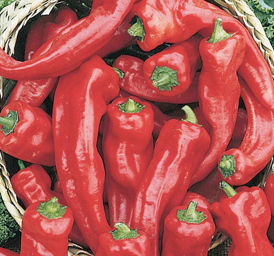 Pepper, Hot 'Georgia Flame' Organic - Seed Saver Exchange