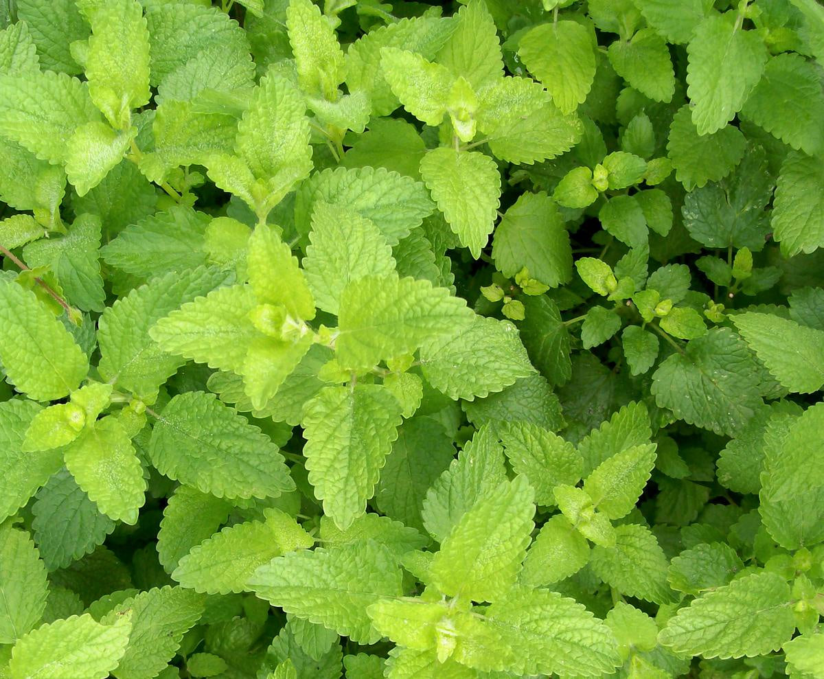 Herb 'Lemon Balm' Southern Exposure Seed Exchange - Organic