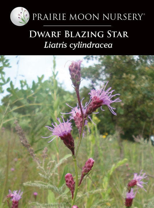 Dwarf Blazing Star (Liatris cylindracea) Seeds - Prairie Moon Nursery (L2L)