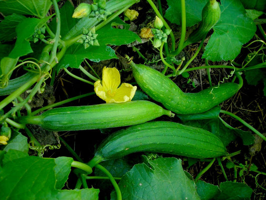 Gourd 'Luffa (Loofah)' Southern Exposure Seed Exchange - Organic