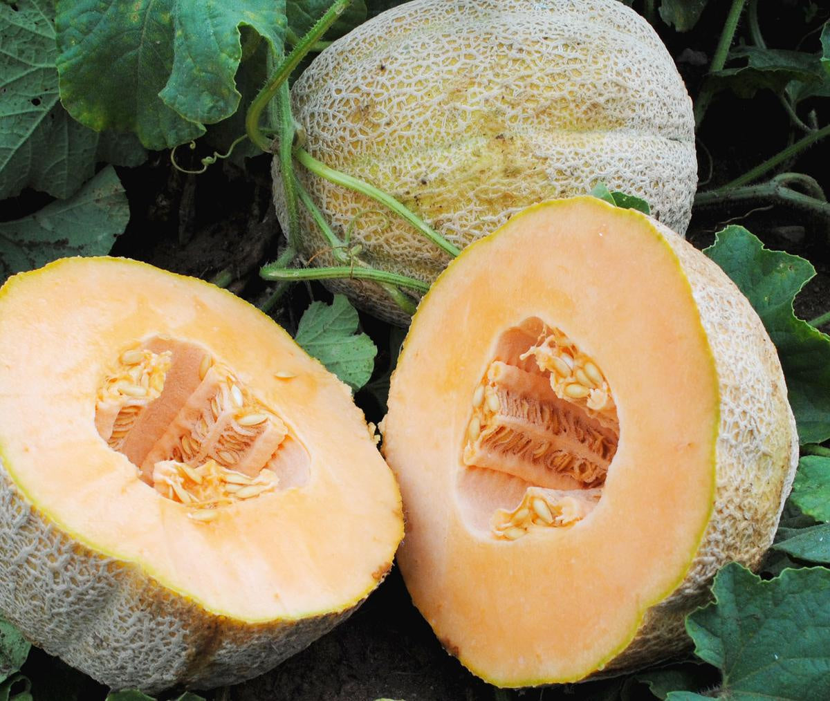 Melon 'Hales Best' Southern Exposure Seed Exchange - Organic