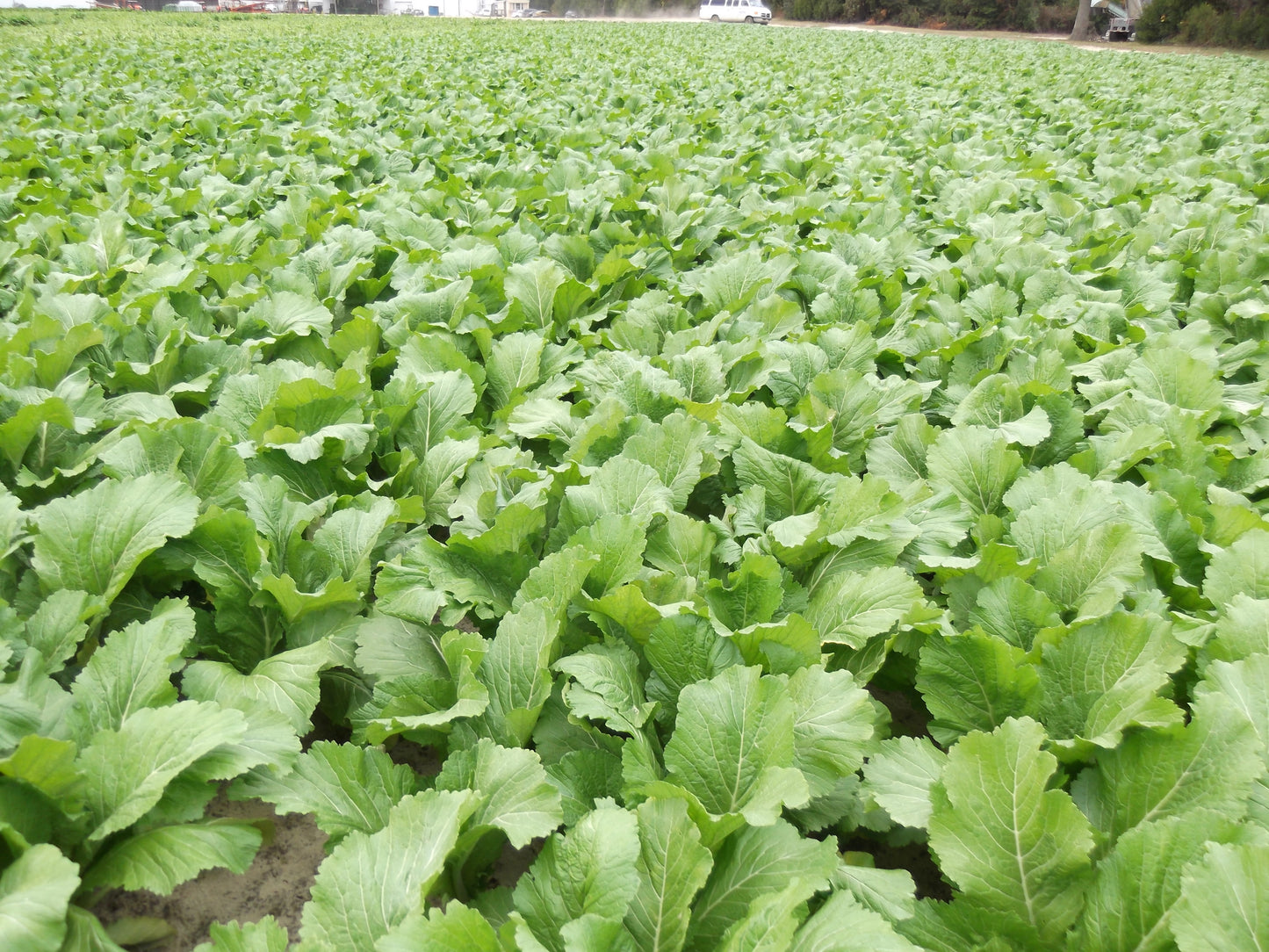 Mustard 'Carolina Broadleaf' Southern Exposure Seed Exchange-Organic