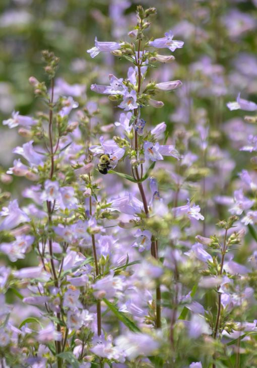 Slender Beardtongue (Penstemon gracilis) Seeds - Prairie Moon Nursery (L2L)