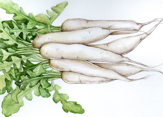 Raphanus sativus - Miyashige White Fall Radish - Southern Exposure Seed Exchange - Organic