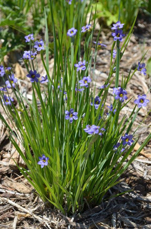 Prairie Blue-eyed Grass (Sisyrinchium campestre) Seeds - Prairie Moon Nursery (L2L)