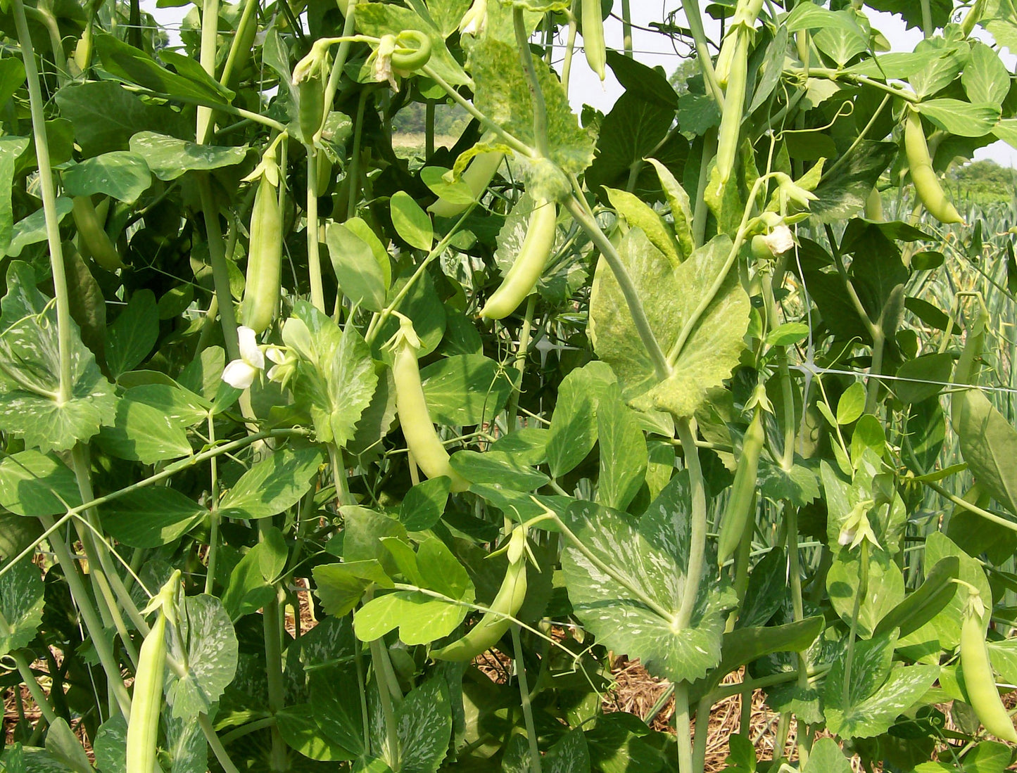 Snap Pea 'Sugar Snap Tall' Southern Exposure Seed Exchange-Organic