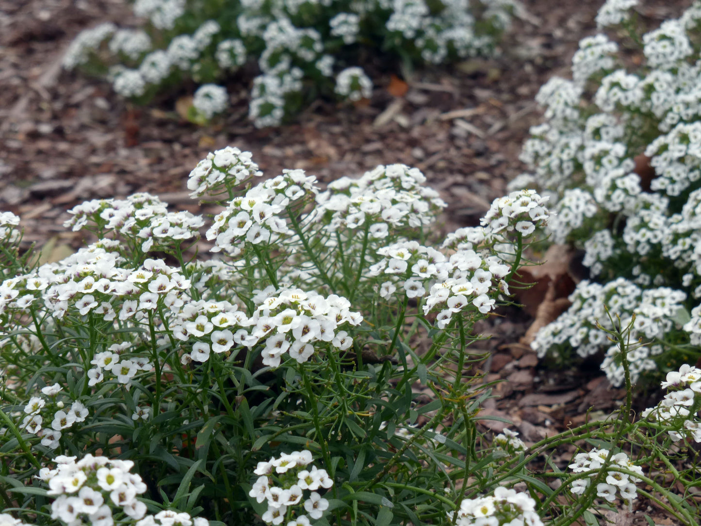 Flower 'Alyssum Sweet' Southern Exposure Seed Exchange - Organic