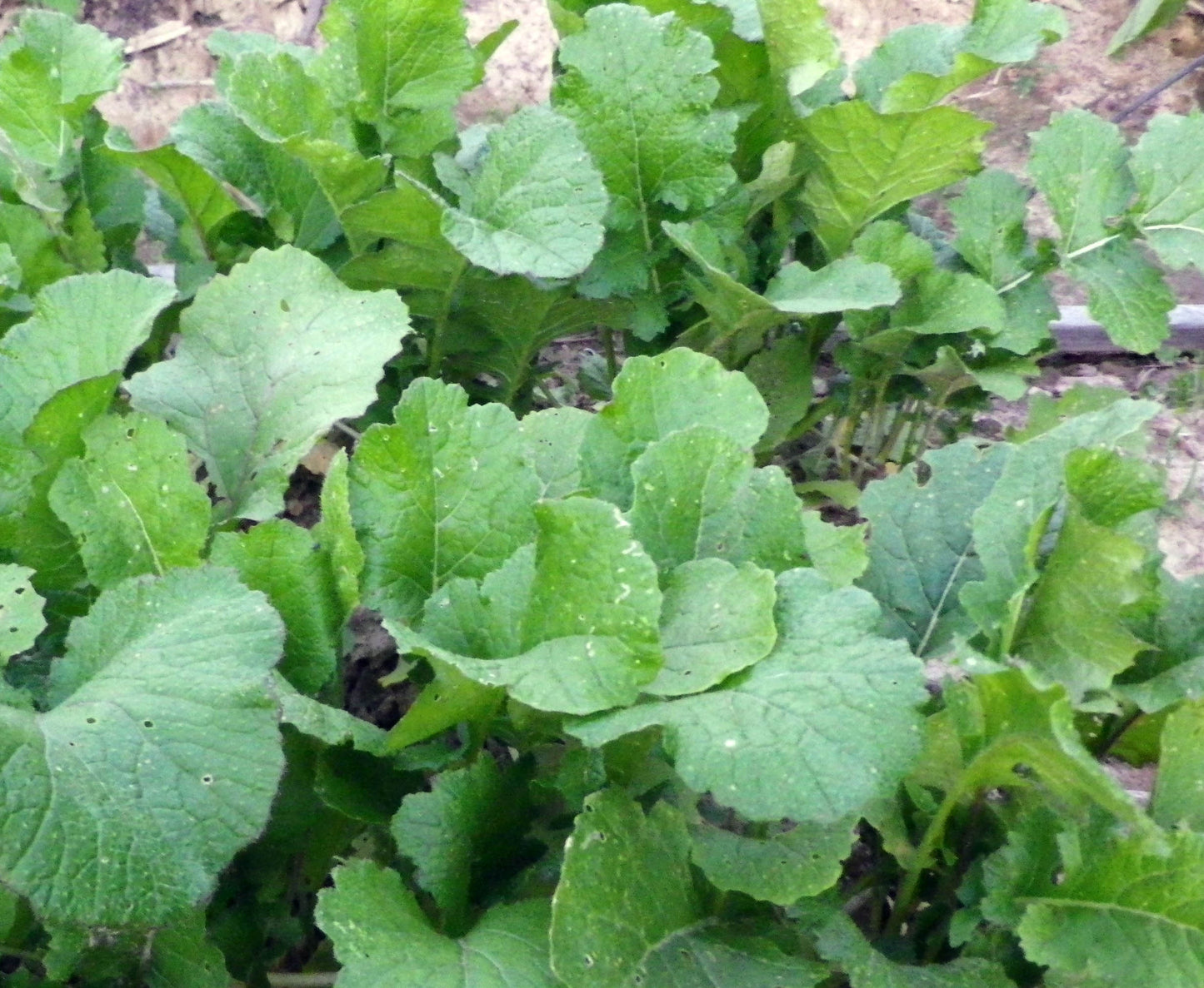 Brassica rapa 'Seven Top Turnip Greens' Southern Exposure Seed Exchange - Organic