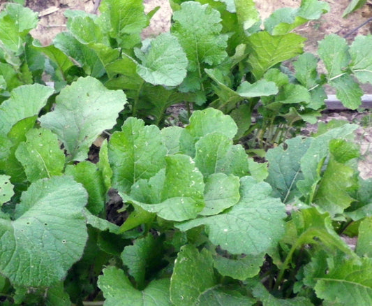 Brassica rapa 'Seven Top Turnip Greens' Southern Exposure Seed Exchange - Organic