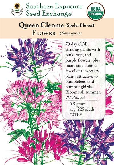 Cleome 'Spider Flower' - Southern Exposure Seed Exchange - Organic