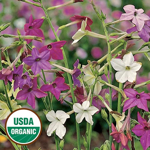 Nicotiana 'Perfect Mix' - Seed Savers Exchange - Organic