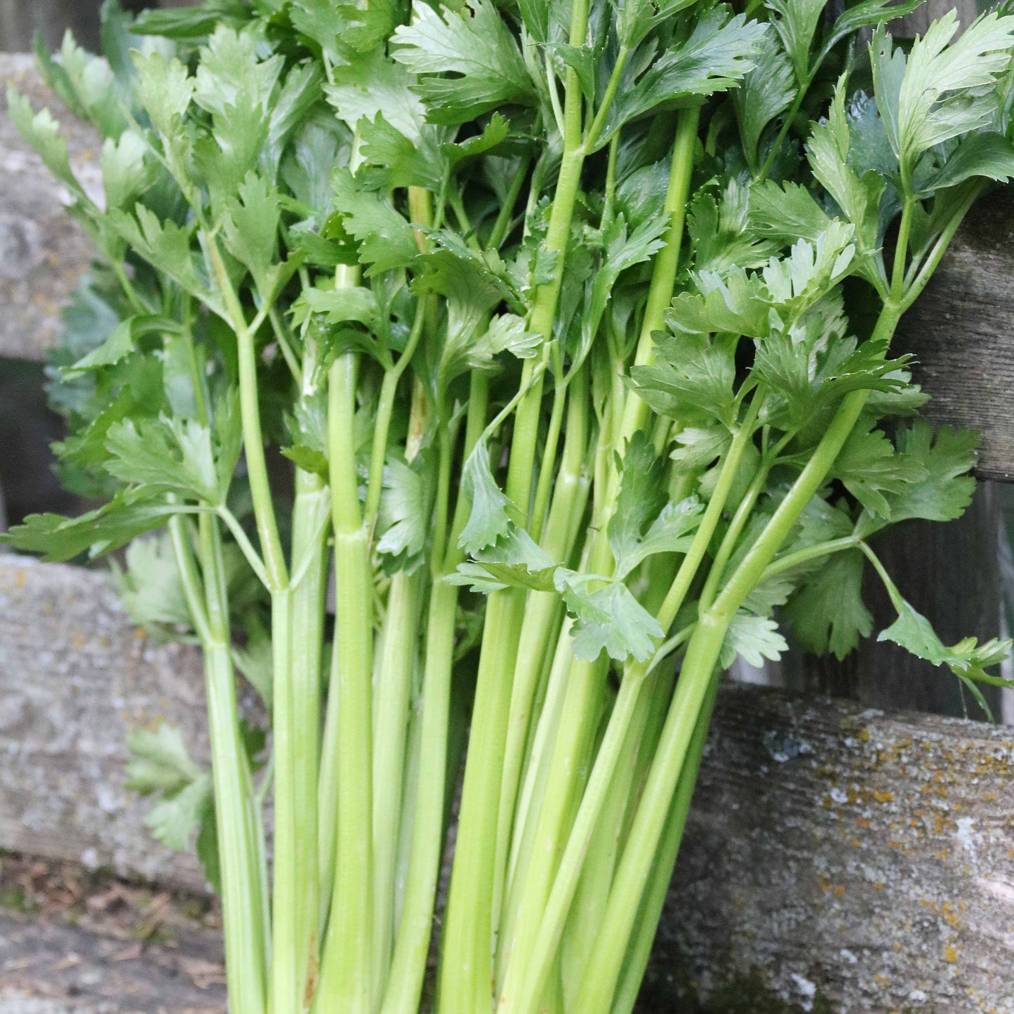 Celery 'Tall Utah' - Seed Savers Exchange - Organic