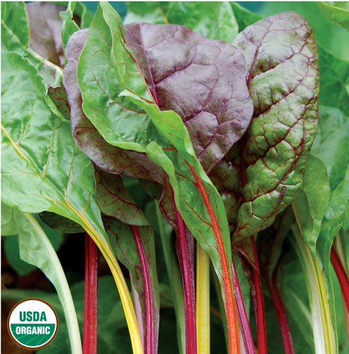 Swiss Chard 'Five Color Silverbeet' - Seed Savers Exchange - Organic