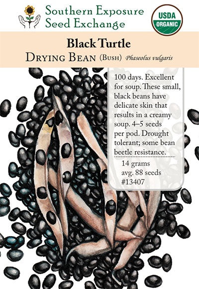 Bean (Dry) 'Black Turtle' - Southern Exposure Seed Exchange - Organic