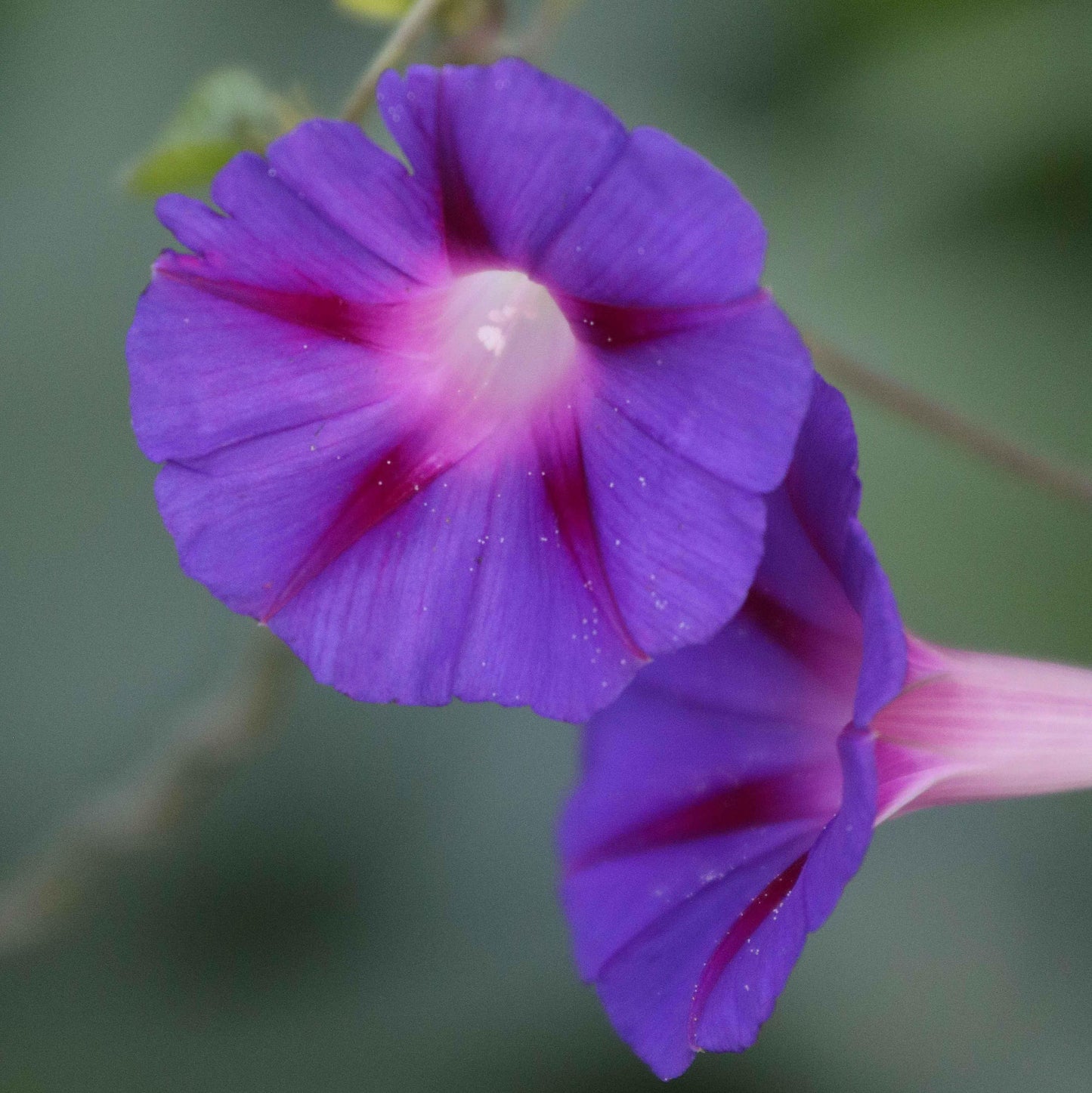Morning Glory 'Grandpa Ott's' - Seed Savers Exchange